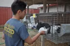 Calaged Student with Chickens